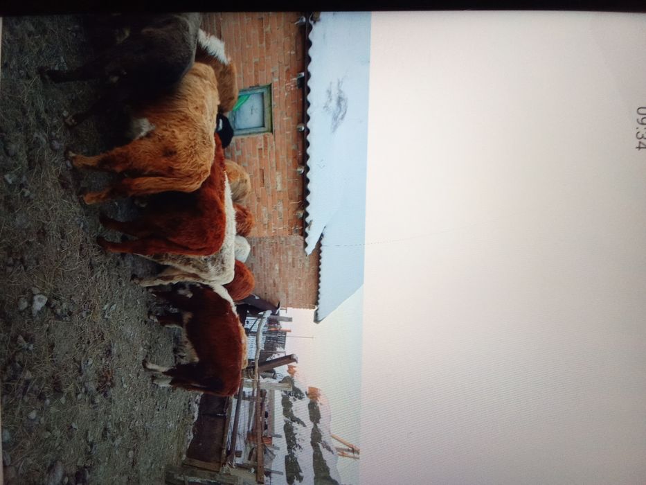 15 бас бұқа сатам