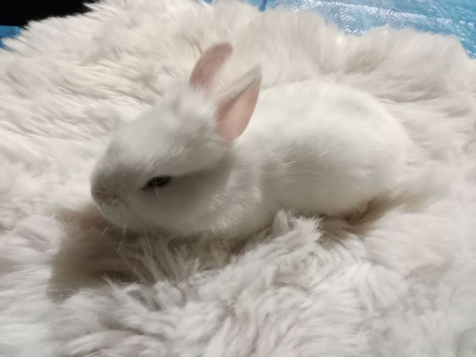Кролики,2 месяца