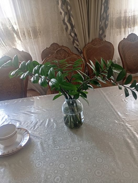 Замиокулькас Цветы