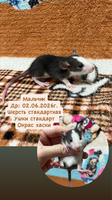 Крысята девочки (крысы,крыса,крысенок)
