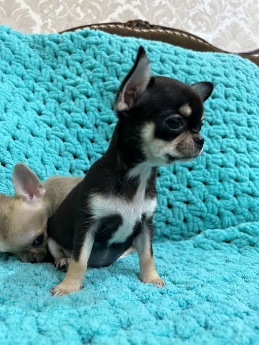 Чихуахуа гладкошерстные