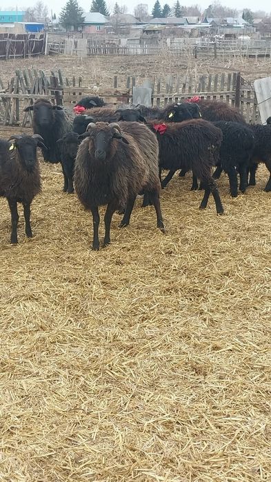 Бараны. Овцы. Қойлар. Койлар