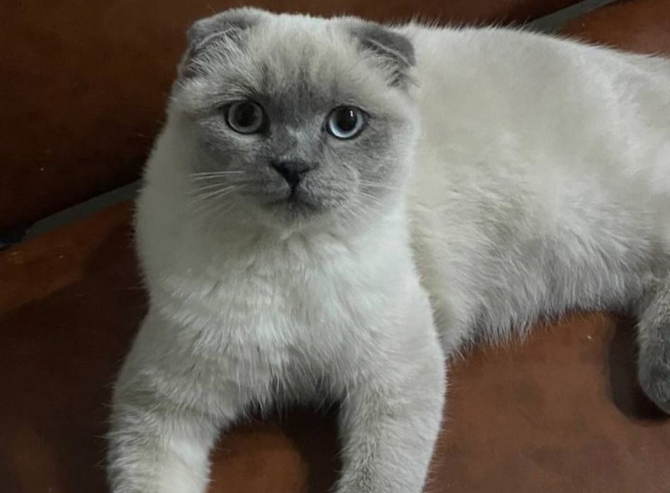 Продаётся сиамская вислоухая кошка