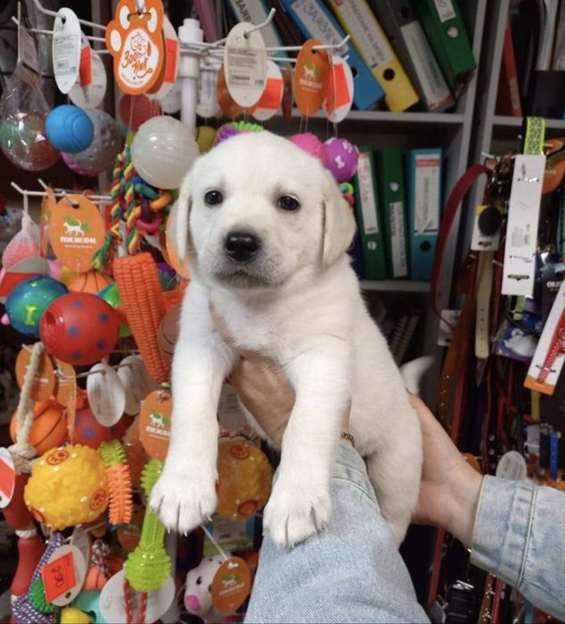 Продаются щенки лабрадора ретривера