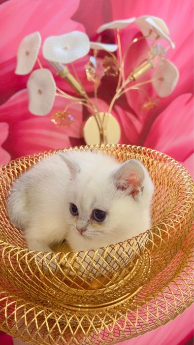 Колор поинт 2ойли киз бола