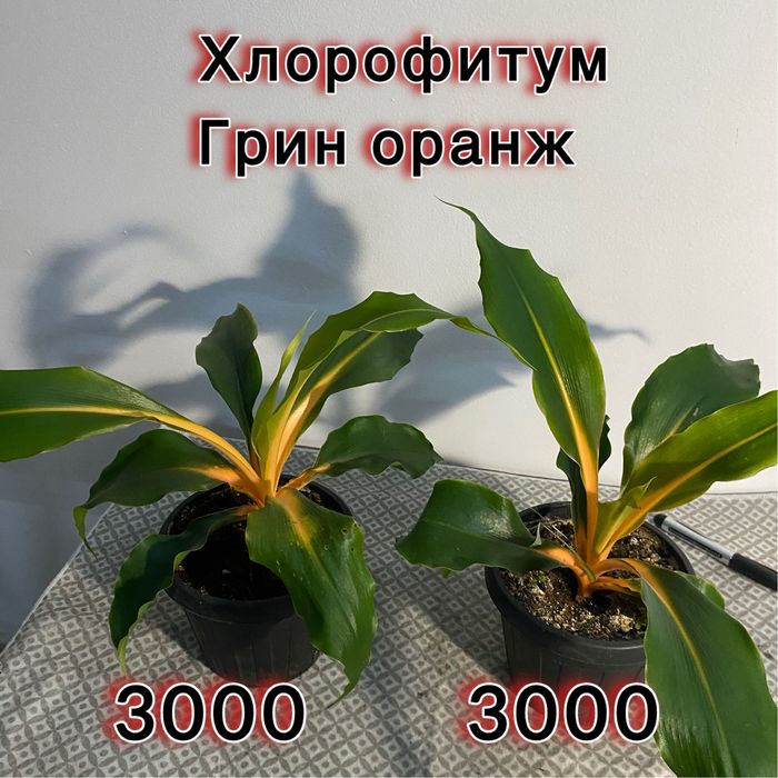 Цветы домашние комнатные