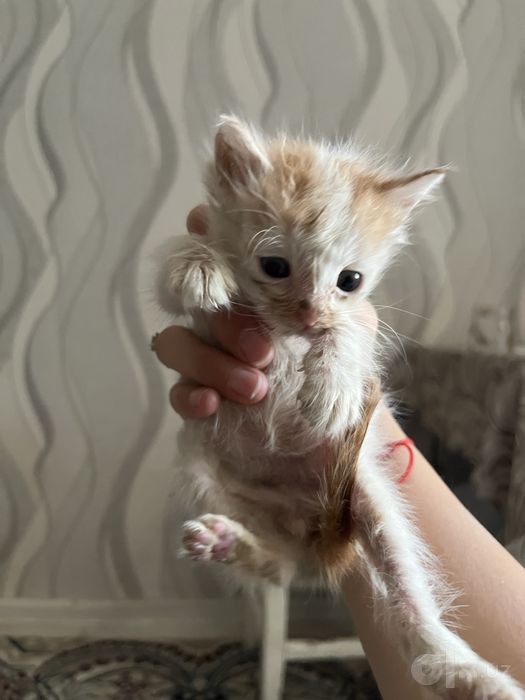 маленькие котята