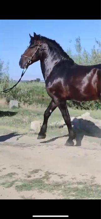 Улокчи от сотилади