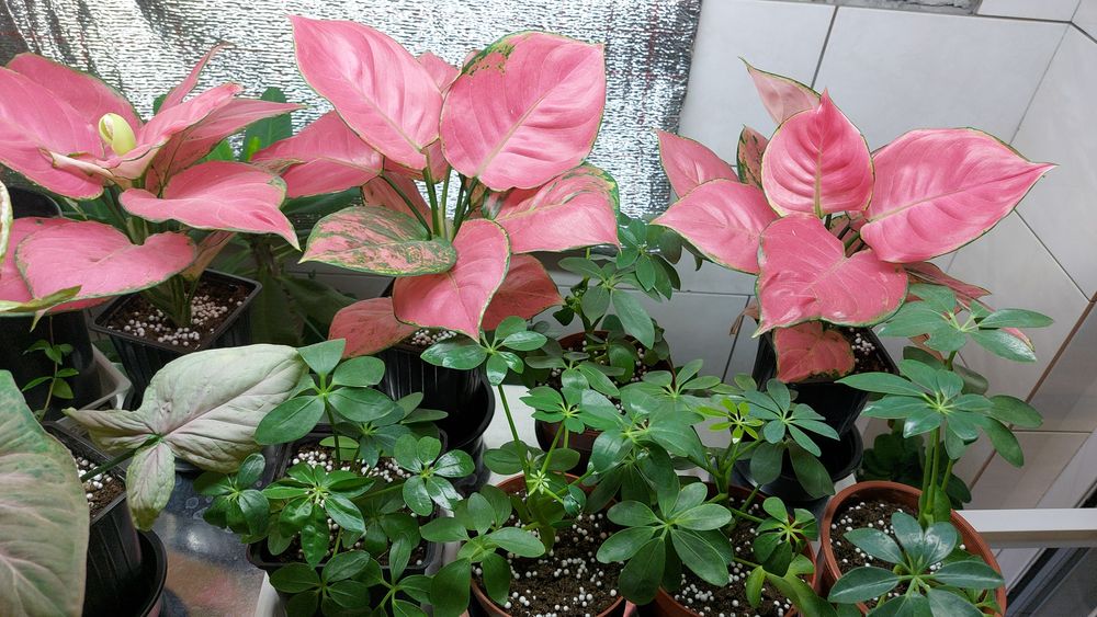 Цветы **р а з н ы е **цветы