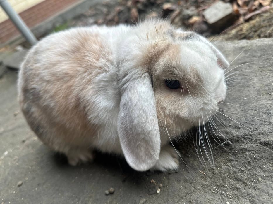 Fransuzkiy baran karlik Quyonlari sotiladi