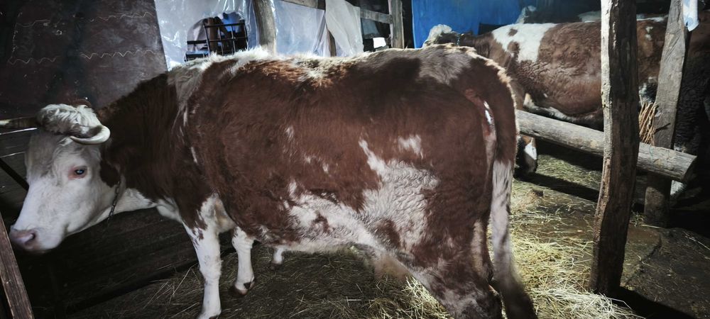 Vând 3 vaci bălțate românească gestante + o junica