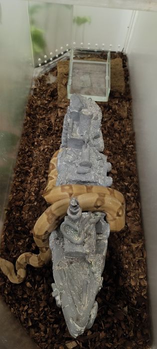 Продам императорского удава