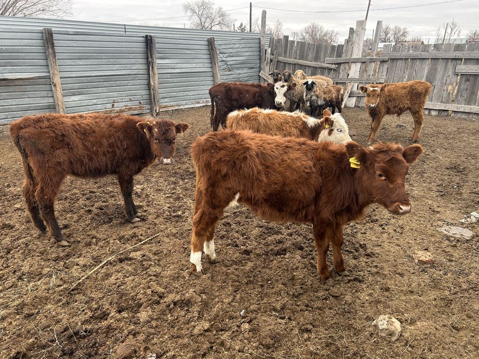 Бұзау сатамын. Продаю телят