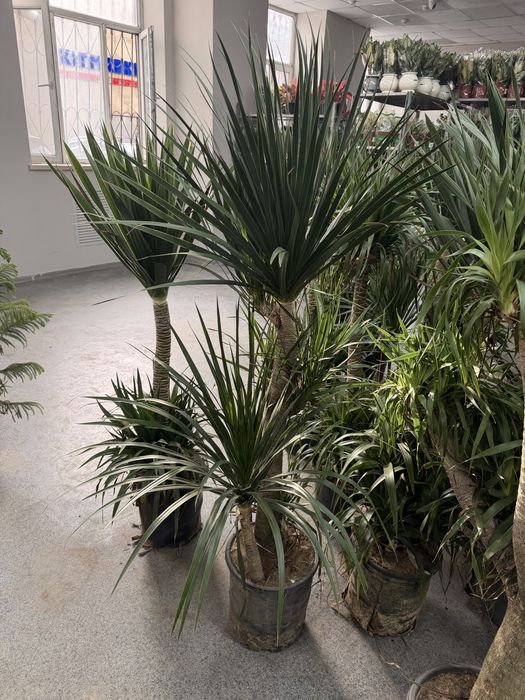 Драцена Драко очень пышная