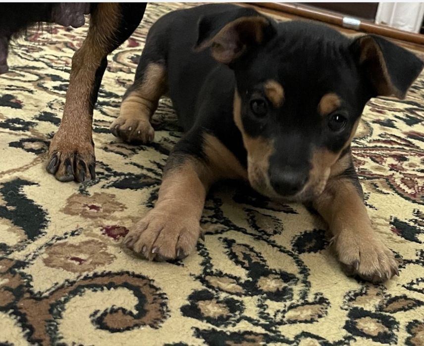 Продаются щенята