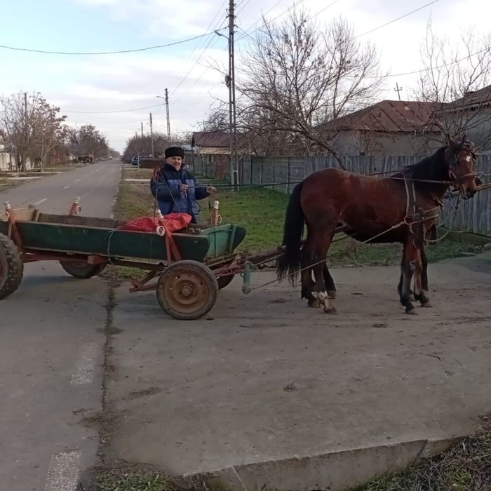 Vând noatenă trapasa