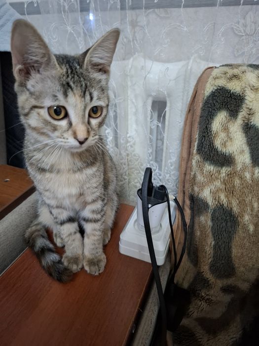 Бесплатно. В любящую семью