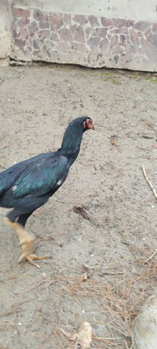 сотилади  соглом