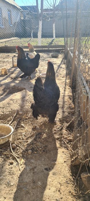 яица жұмыртқа Кучински