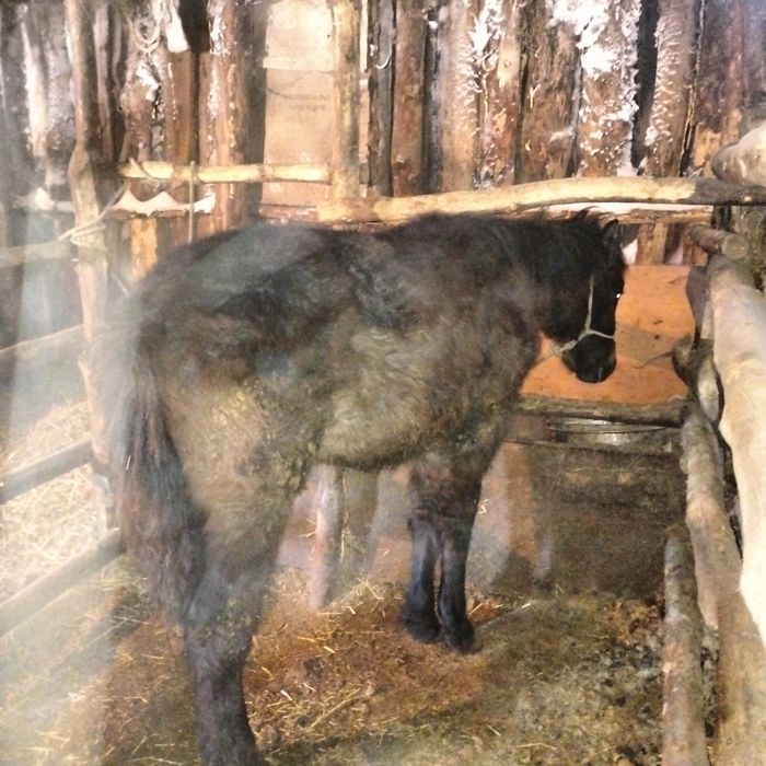 Жабағы сатылады еркек