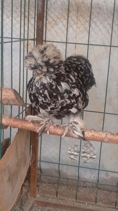 Yaponcha tovuq tuxumlariga zakas olamiz 5 mingdan