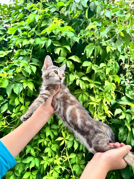 Отдаются за символическую сумму котята мраморный бенгал