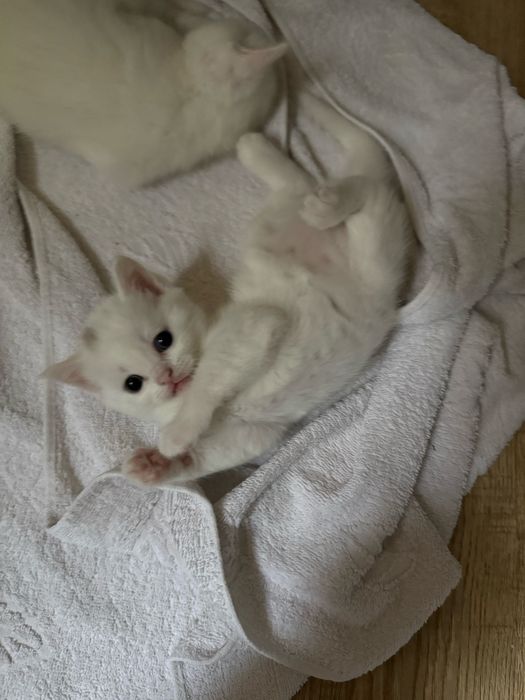 СРОЧНО Продаются котята скоттишь страйт,