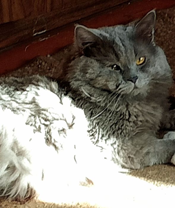 Вязка кот хайленд Страйт