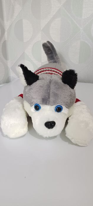 Милый хаски в кофточке