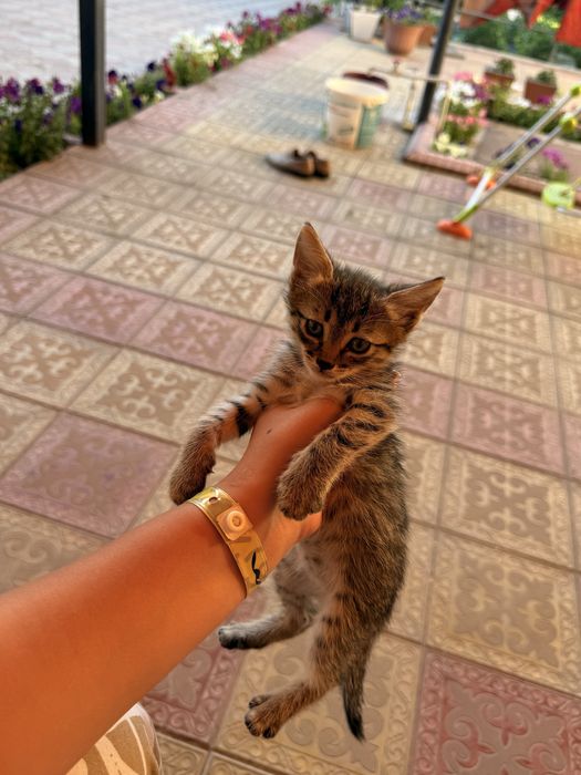 Котята Кошка Актобе В добрые руки