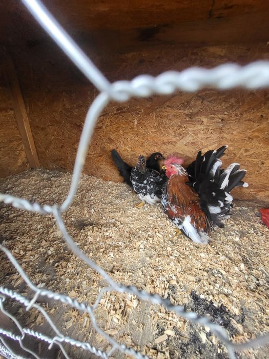 Vând 3 cocosi chabo