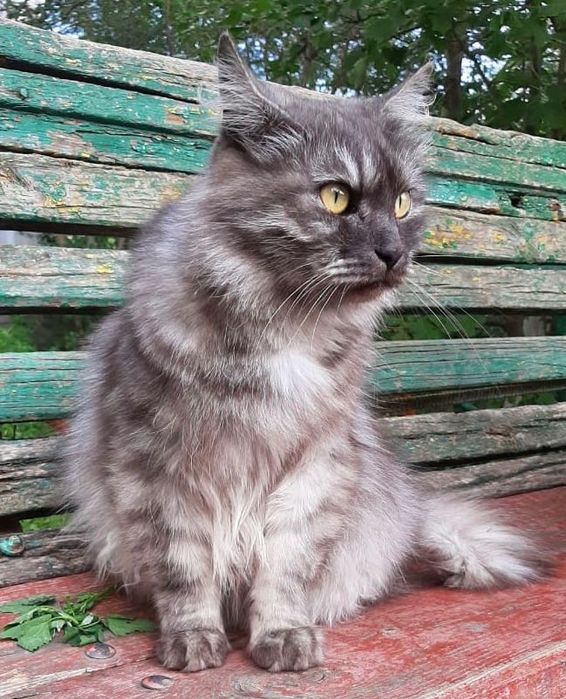 Отдам кота в добрые руки