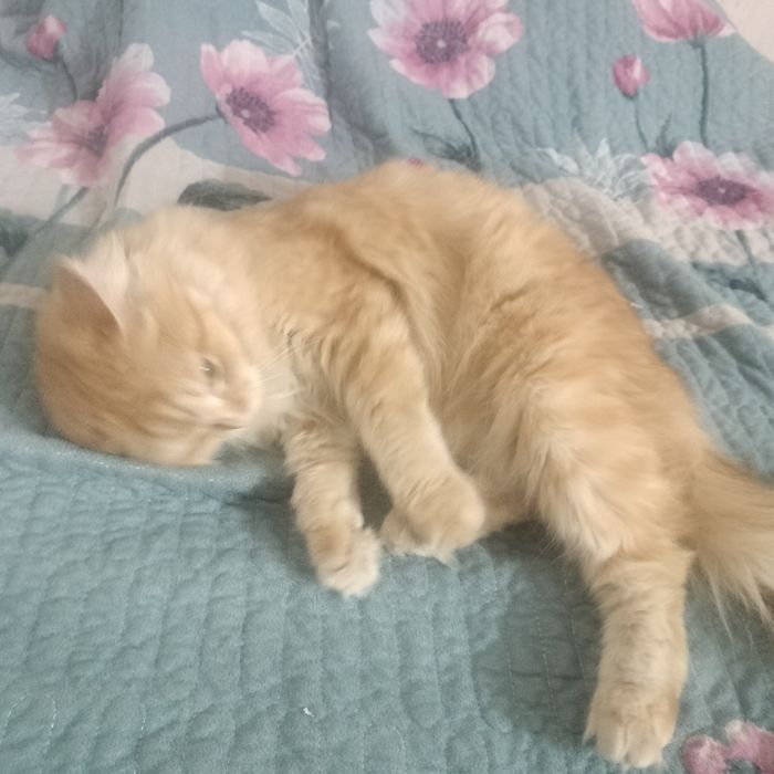 Кошка Сибирская 3 года