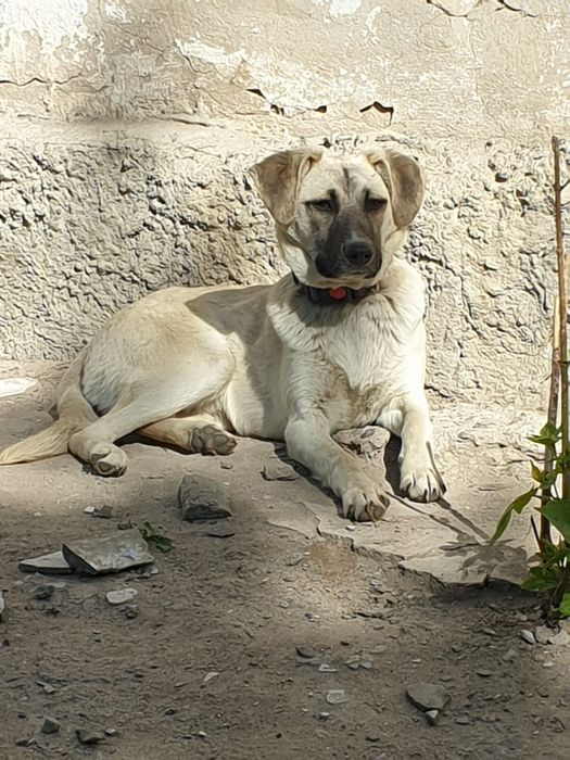 Щенки в надёжные руки