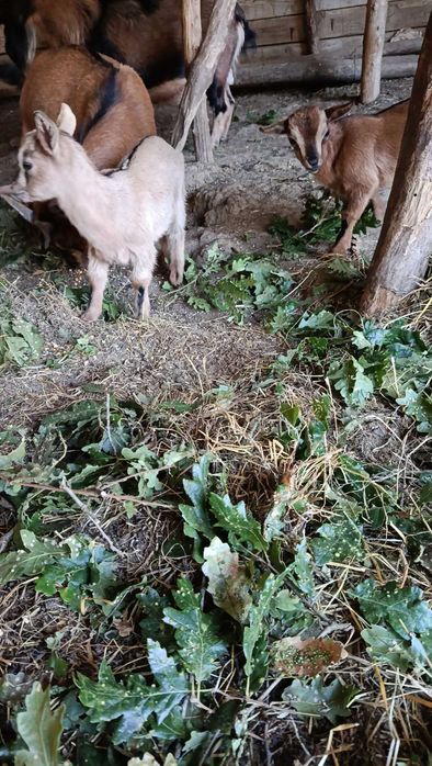 Продавам японски мини козички