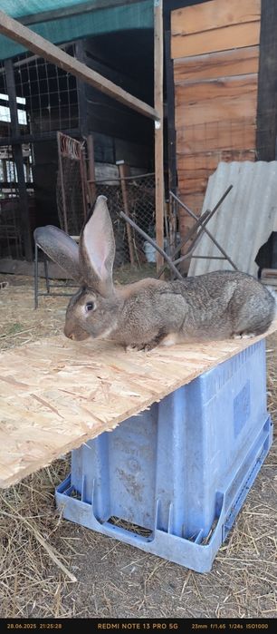 Masculi de uriași german caută alt Stăpân Varsta  7 luni sunt Vaccinaț