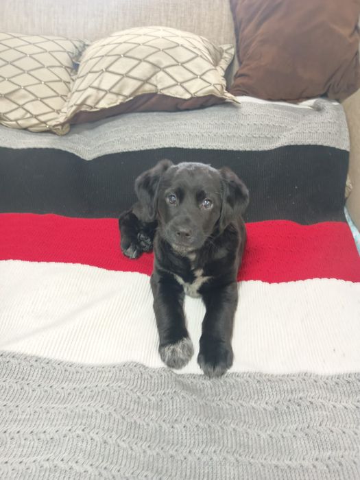 Лабрадор ретривер