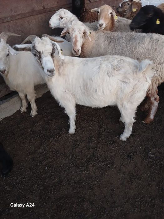 Олеся порно Ресей