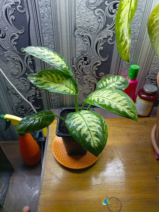 Комнатный цветок