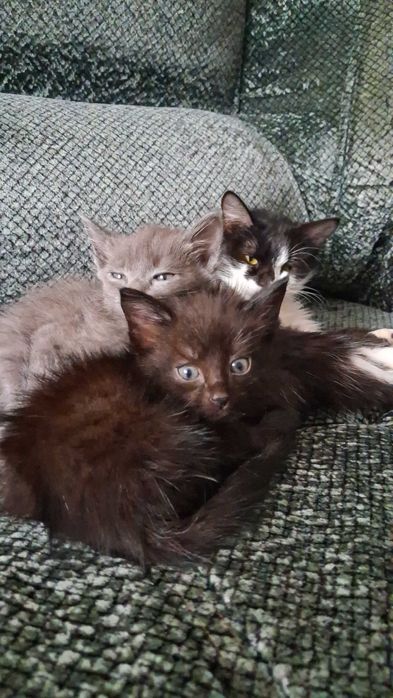 Отдам котят и кошку в любящую семью