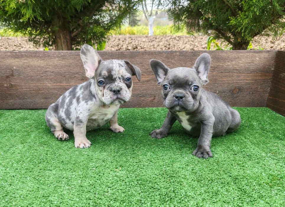 Френски булдог - мъжки