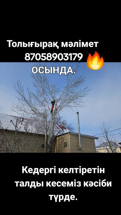 Спил дерева тал кесу 24/7.