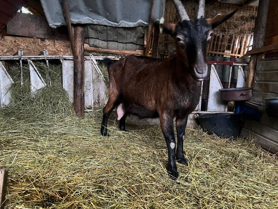 Capră gestantă alpin franceză