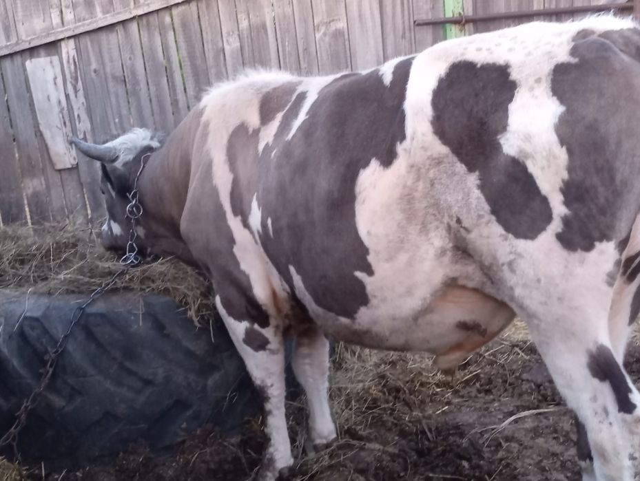 Продам 2 быка с откорма