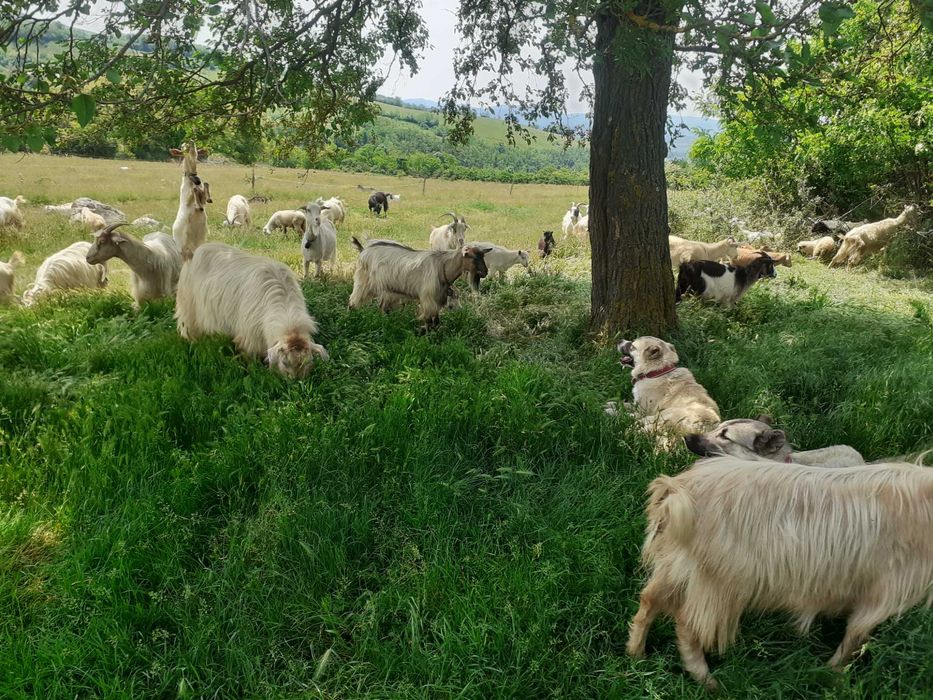 capre de vanzare