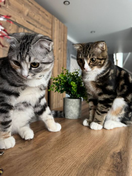 Продам котов вислоухие