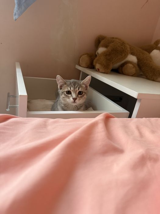 Продам кошку СРОЧНО