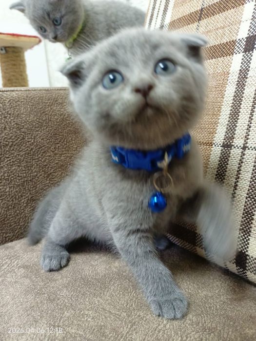 Продаются котята