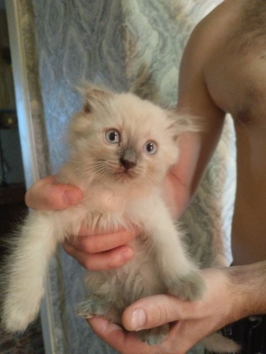 Котик породистый