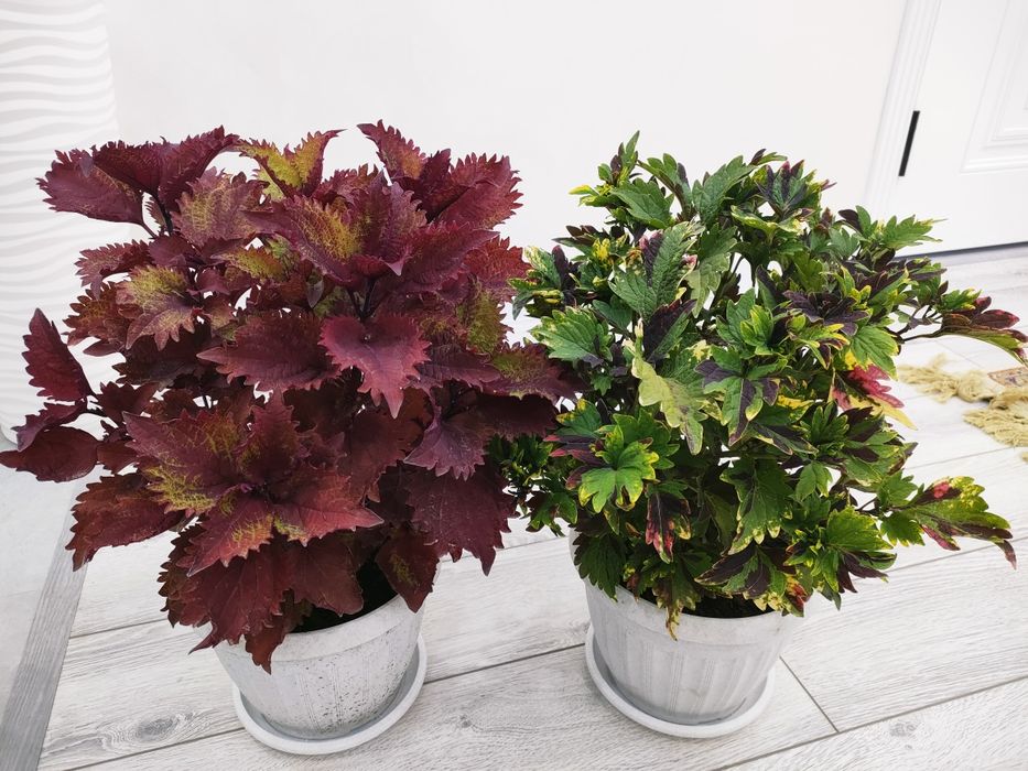 Домашние растения, доставка